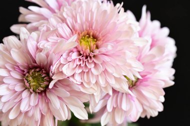 Koyu arkaplandaki güzel, parlak kasımpatıları kapat.