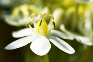 Bahçedeki güzel, parlak ayçiçeğini kapat.  