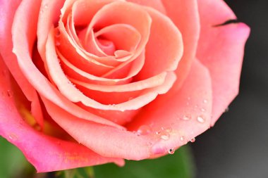 Koyu arkaplanda güzel, parlak bir gül çiçeğine yakın.