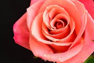 Koyu arkaplanda güzel, parlak bir gül çiçeğine yakın.