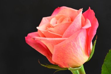 Koyu arkaplanda güzel, parlak bir gül çiçeğine yakın.