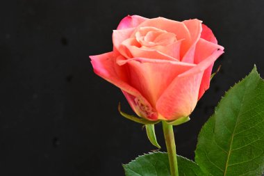 Koyu arkaplanda güzel, parlak bir gül çiçeğine yakın.