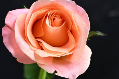 Koyu arkaplanda güzel, parlak bir gül çiçeğine yakın.