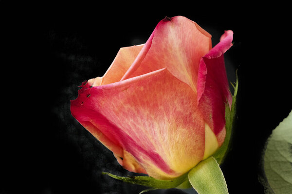 Close up of beautiful bright rose flower on dark background