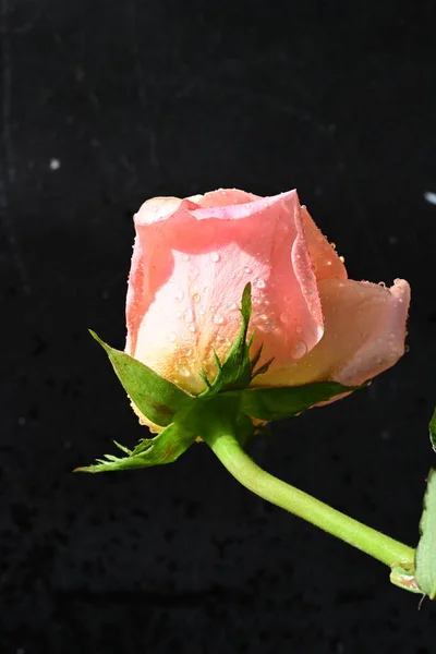 Крупним Планом Красива Яскрава Квітка Троянди Темному Фоні — стокове фото