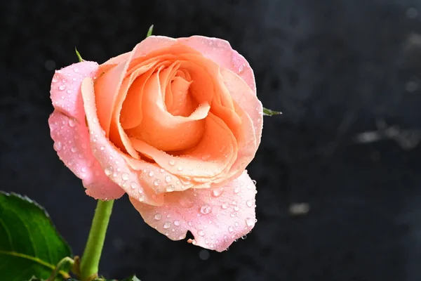 深色背景下的美丽而明亮的玫瑰花的特写 — 图库照片