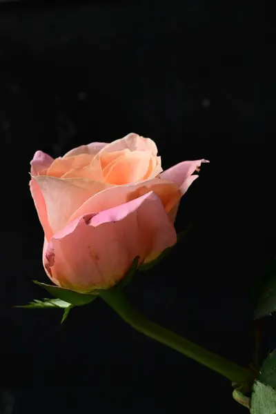 Close Beautiful Bright Rose Flower Dark Background — Stock Photo, Image
