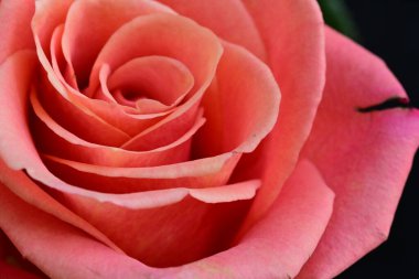 Siyah arkaplandaki güzel pembe gülü kapat