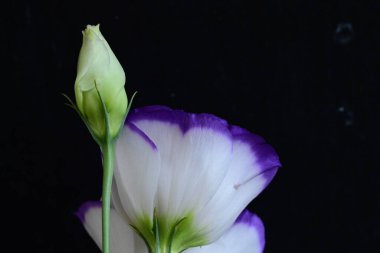 Güzel beyaz ve mor Eustoma çiçekleri, yakın görüş