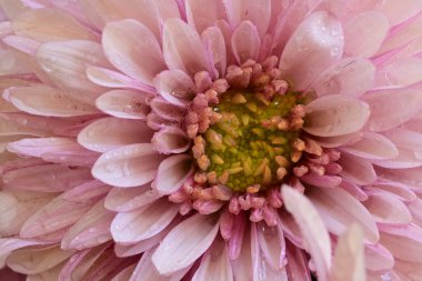 Bahçedeki pembe çiçekleri kapat.