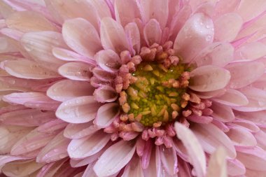 Bahçedeki pembe çiçekleri kapat.