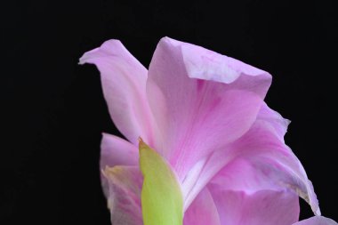 Bahçedeki pembe çiçekleri kapat.