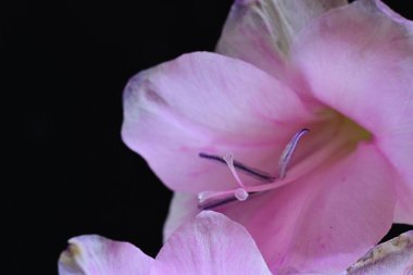 Bahçedeki pembe çiçekleri kapat.