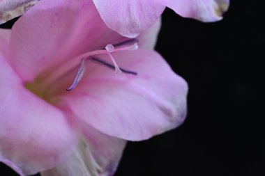 Bahçedeki pembe çiçekleri kapat.