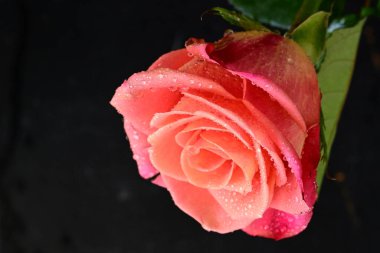 Siyah arkaplandaki güzel pembe gülü kapat