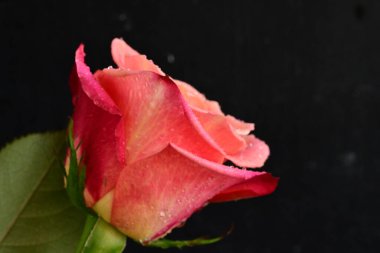 Siyah arkaplandaki güzel pembe gülü kapat