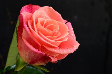 Siyah arkaplandaki güzel pembe gülü kapat