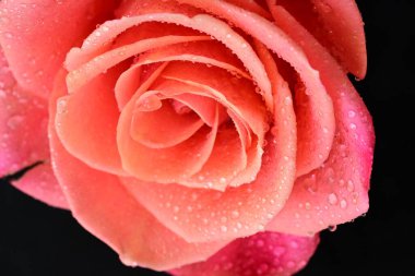 Siyah arkaplandaki güzel pembe gülü kapat