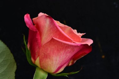 Siyah arkaplandaki güzel pembe gülü kapat