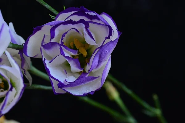 Piękne Białe Fioletowe Kwiaty Eustoma Widok Bliska — Zdjęcie stockowe