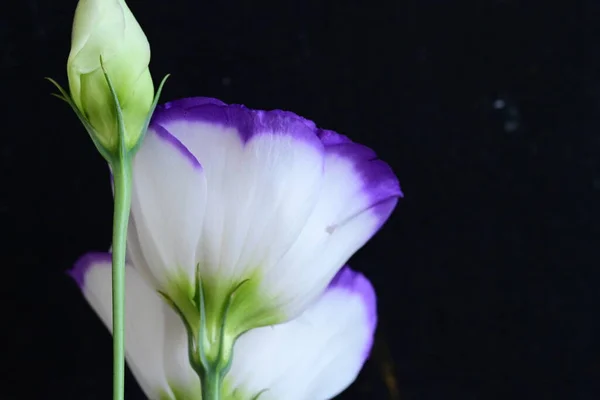 Όμορφα Λευκά Και Μοβ Άνθη Ευστώματος Κοντινή Θέα — Φωτογραφία Αρχείου