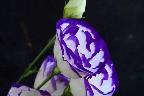 Hermosas Flores Eustoma Blanco Púrpura Vista Cerca — Foto de Stock