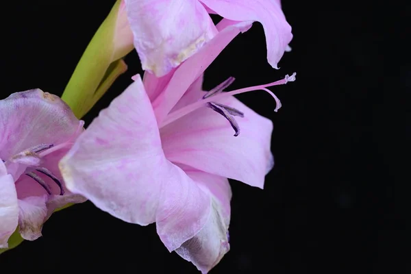 Närbild Rosa Blommor Trädgården — Stockfoto