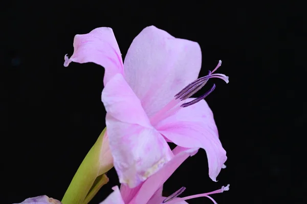 Close Flores Cor Rosa Jardim — Fotografia de Stock