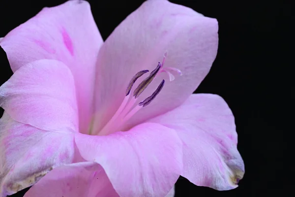 Közeli Rózsaszín Virágok Kertben — Stock Fotó