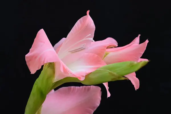 Bahçedeki Pembe Çiçekleri Kapat — Stok fotoğraf