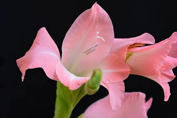 Bahçedeki Pembe Çiçekleri Kapat — Stok fotoğraf