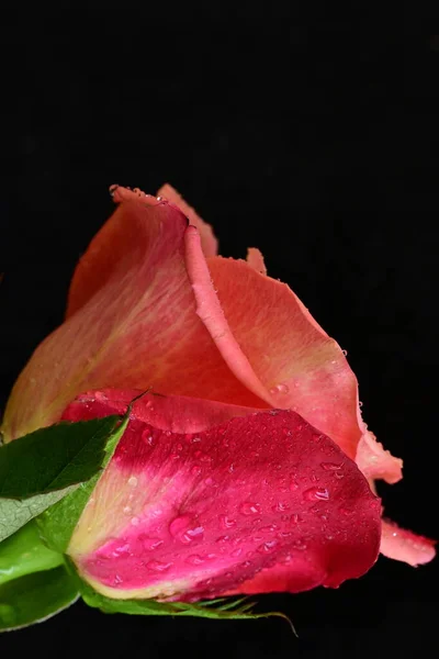 Nahaufnahme Der Schönen Rosa Rose Auf Schwarzem Hintergrund — Stockfoto