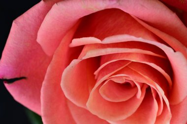 Gül çiçek pembe, yakın çekim