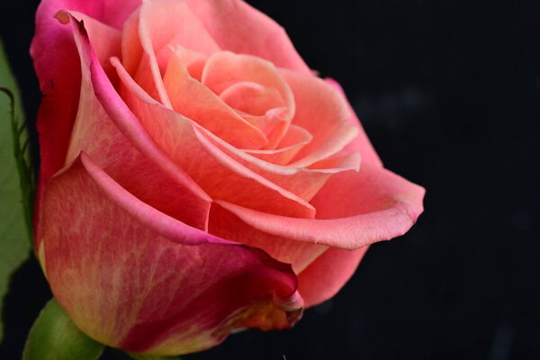 Close up of beautiful pink rose on black background