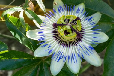 # Bahçedeki güzel çiçekleri #