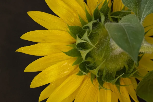 Nahaufnahme Einer Sonnenblume Mit Schwarzem Hintergrund — Stockfoto