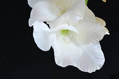 Siyah arkaplanda beyaz çiçekler