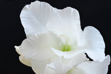 Siyah arkaplanda beyaz çiçekler