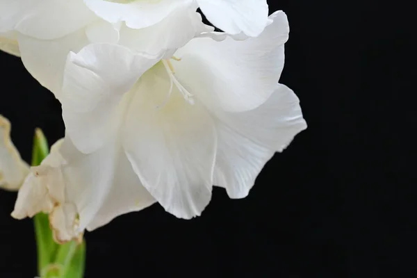Flores Blancas Sobre Fondo Negro — Foto de Stock