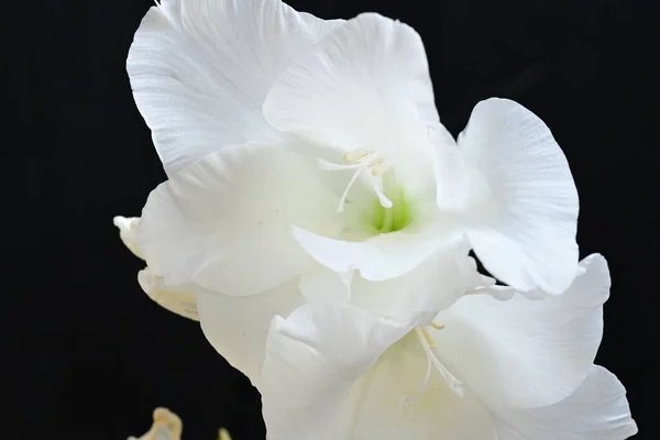 Weiße Blumen Auf Schwarzem Hintergrund — Stockfoto