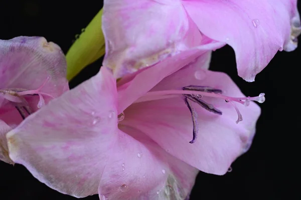 庭のピンクの花を閉じて — ストック写真