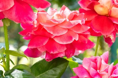 Bahçede pembe güller