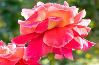 Bahçede pembe güller