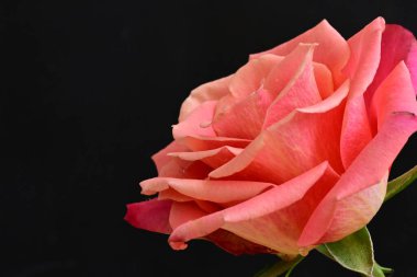 Siyah arkaplandaki güzel pembe gülü kapat