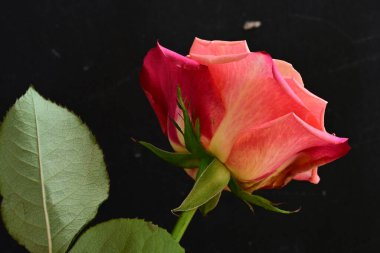 Siyah arkaplandaki güzel pembe gülü kapat