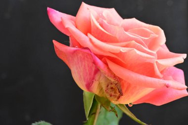 Siyah arkaplandaki güzel pembe gülü kapat