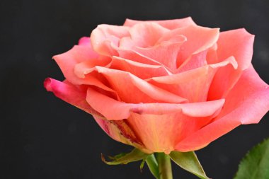 Siyah arkaplandaki güzel pembe gülü kapat