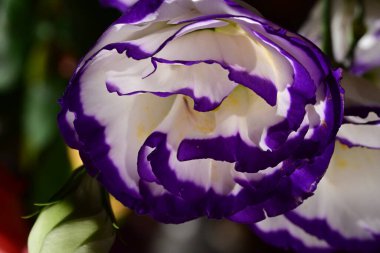 Güzel beyaz ve mor Eustoma çiçekleri, yakın görüş