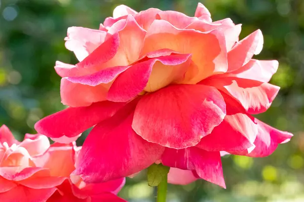 Bahçede pembe güller