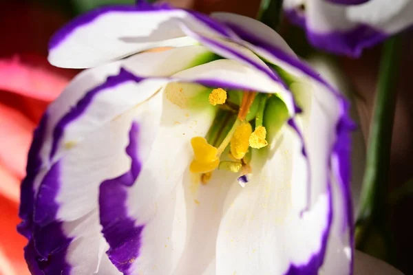 Beautiful White Purple Eustoma Flowers Close View — Stock Photo, Image